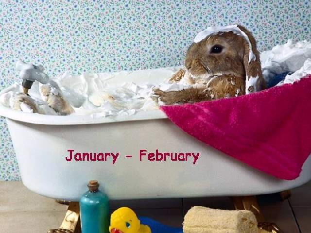 Shangrala's Real Playboy Bunny Calendar