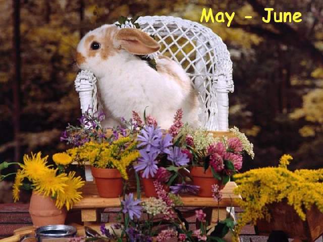 Shangrala's Real Playboy Bunny Calendar