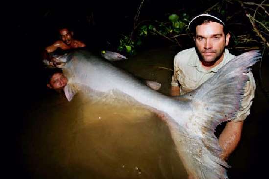 Shangrala's Giant Catfish