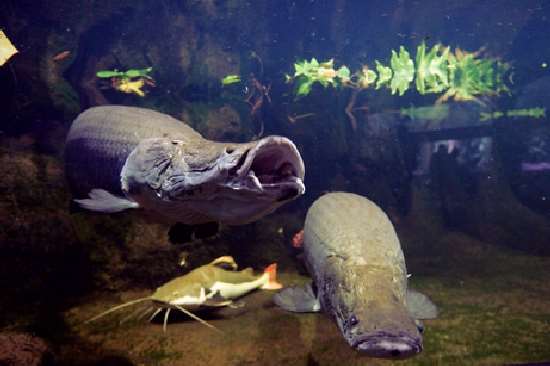 Shangrala's Giant Catfish