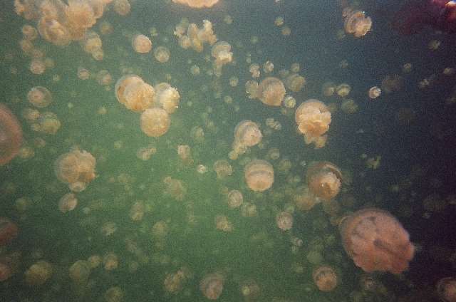 Shangrala's Deer Jellyfish Lake