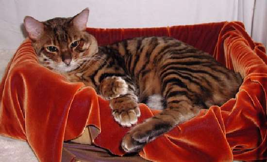 Shangrala's Toyger - Mini Tiger