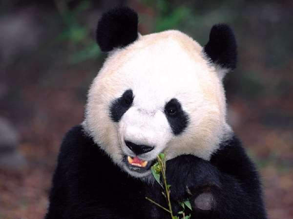 Shangrala's Panda Bear