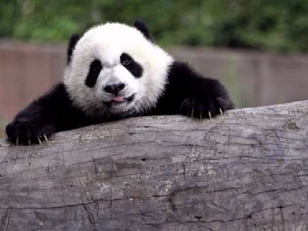 Shangrala's Panda Bear