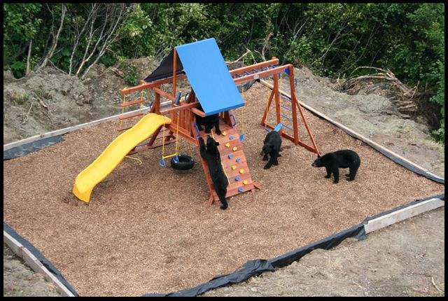 Shangrala's Bear Playground