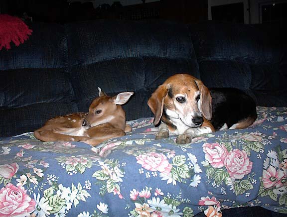 Shangrala's Bucky And The Beagle