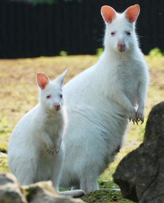 Shangrala's Amazing Albino Animals