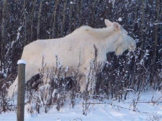 Shangrala's Albino Moose