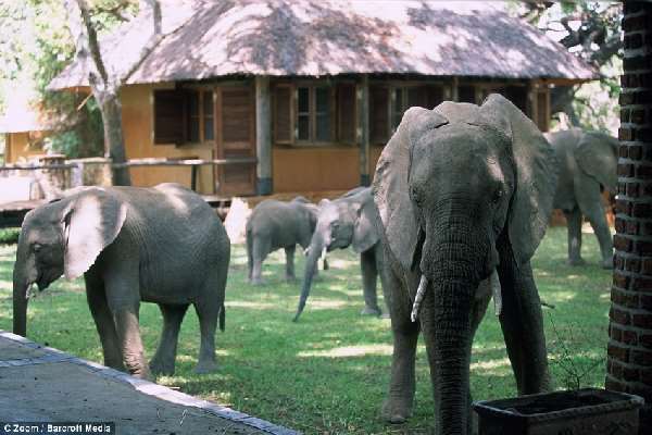 Shangrala's Elephant Hotel