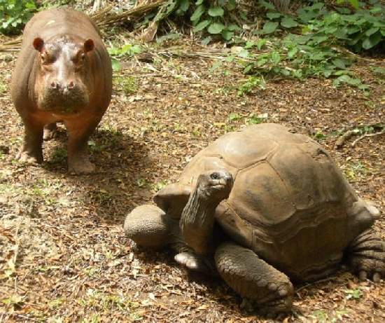 Shangrala's The Hippo And Tortoise 2