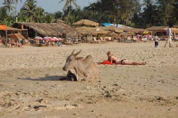 Shangrala's Beaches In India