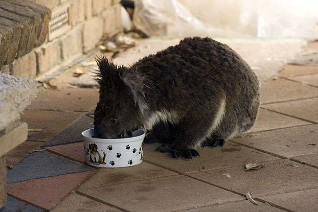 Shangrala's Koalas In A Heatwave