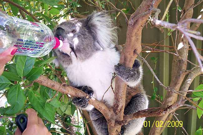 Shangrala's Koalas In A Heatwave