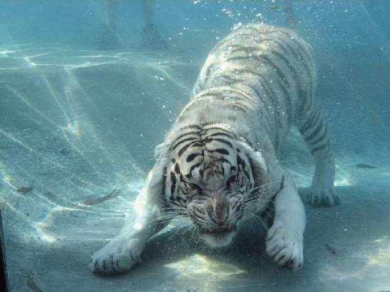 Shangrala's Odin The White Tiger