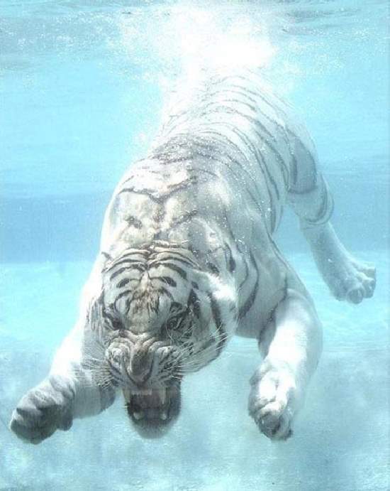 Shangrala's Odin The White Tiger