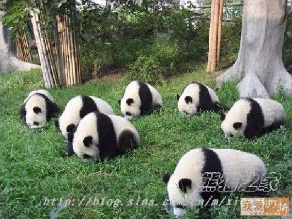 Shangrala's Panda Peek-A-Boo