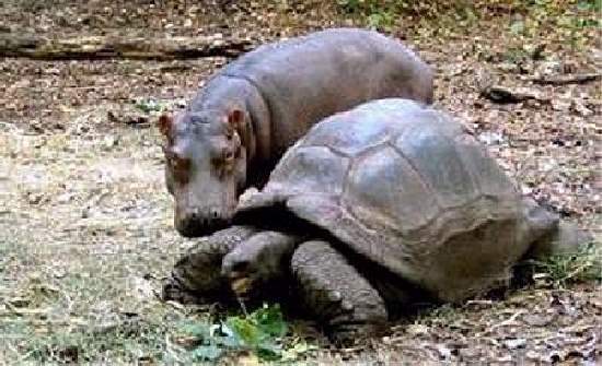 Shangrala's The Hippo And Tortoise