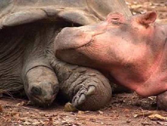 Shangrala's The Hippo And Tortoise