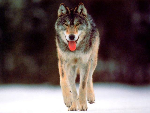 Shangrala's Endangered Wolf