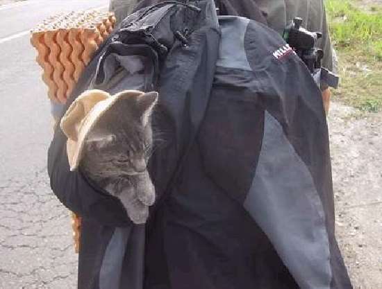 Shangrala's Backpack Cat