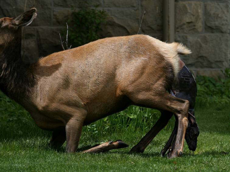 Shangrala's Birth Of An Elk Calf