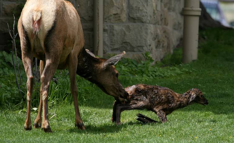Shangrala's Birth Of An Elk Calf