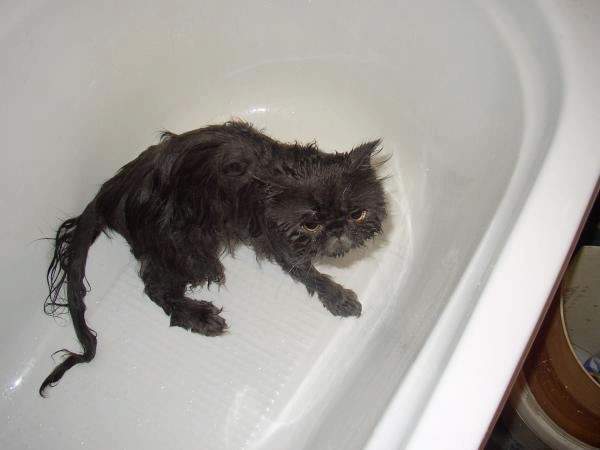 Shangrala's Taking a Cat Bath