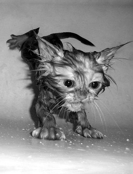 Shangrala's Taking a Cat Bath