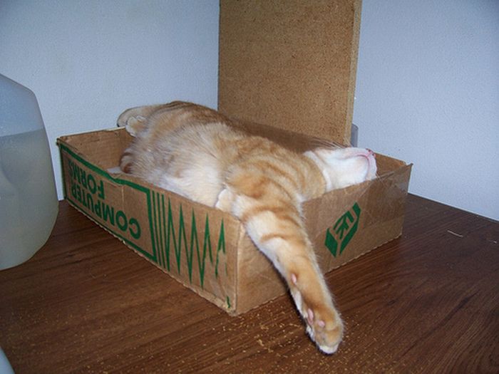 Shangrala's Cat In A Box