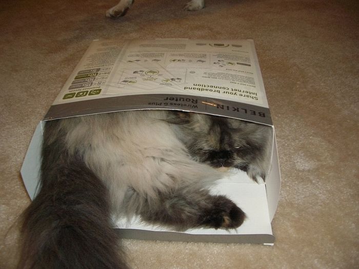 Shangrala's Cat In A Box