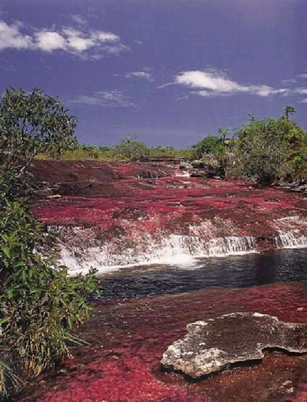 Shangrala's Cano Cristales River