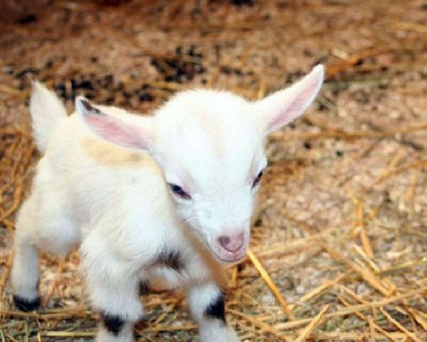 Shangrala's Nigerian Dwarf Goat