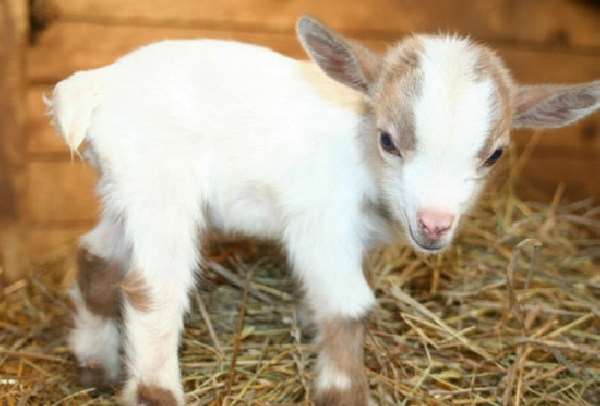 Shangrala's Nigerian Dwarf Goat