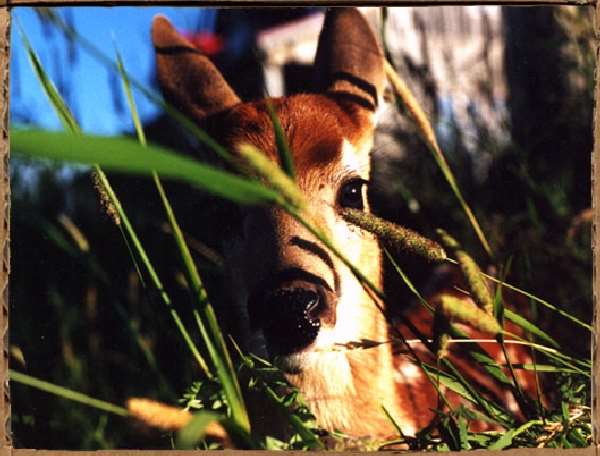 Shangrala's Hoppy The Deer