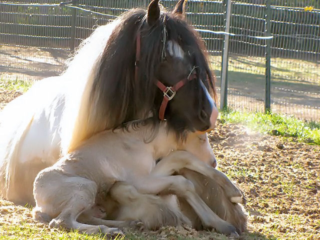Shangrala's A Mother Horse's Love