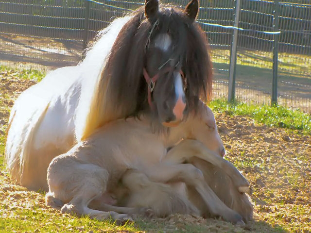 Shangrala's A Mother Horse's Love