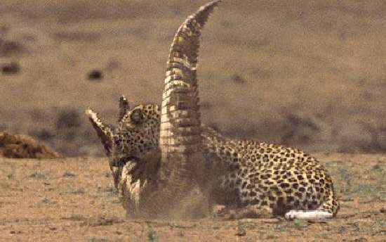 Shangrala's Leopard Vs Crocodile