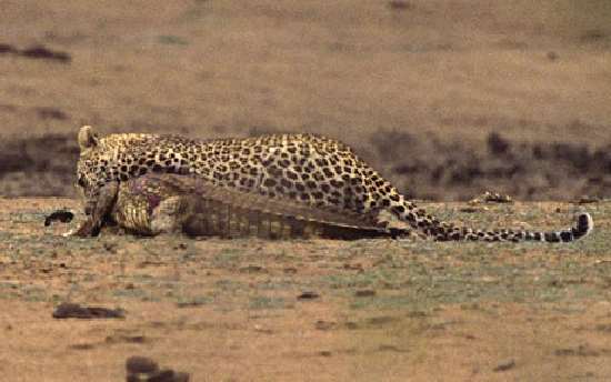 Shangrala's Leopard Vs Crocodile