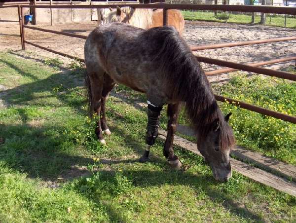 Shangrala's Molly The Speckled Pony
