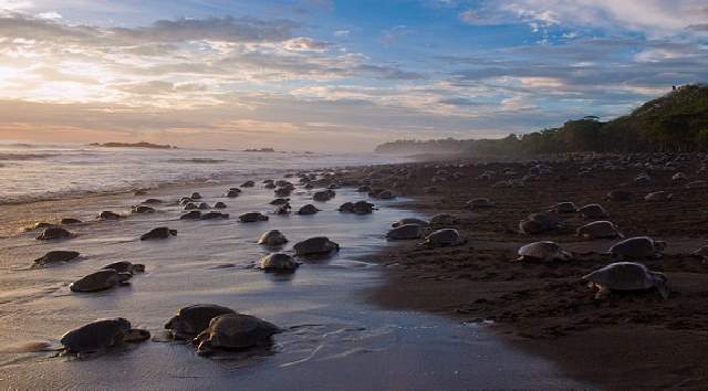 Shangrala's Ostional Sea Turtles
