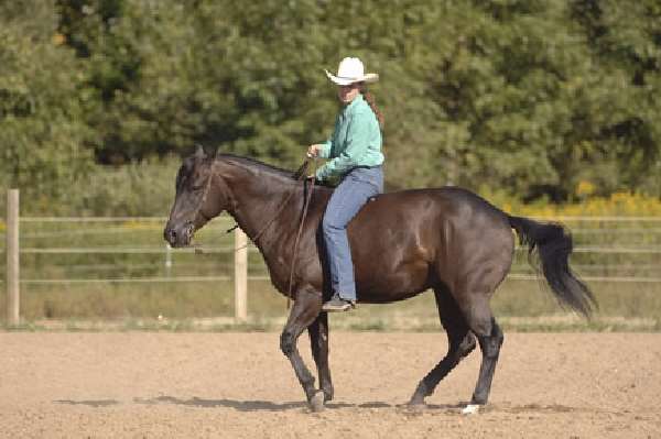 Shangrala's Amazing Horse Trainer