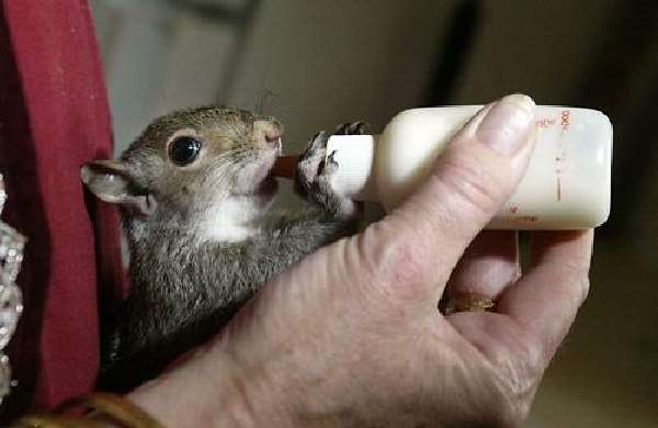 Shangrala's Baby Squirrel Finnegan