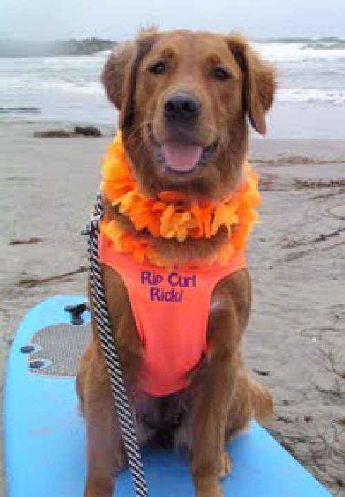 Shangrala's Ricochet The Surf Dog