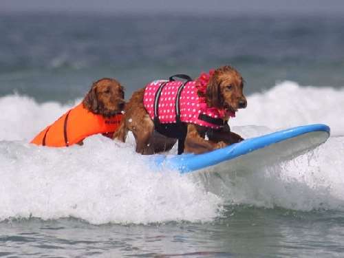 Shangrala's Ricochet The Surf Dog