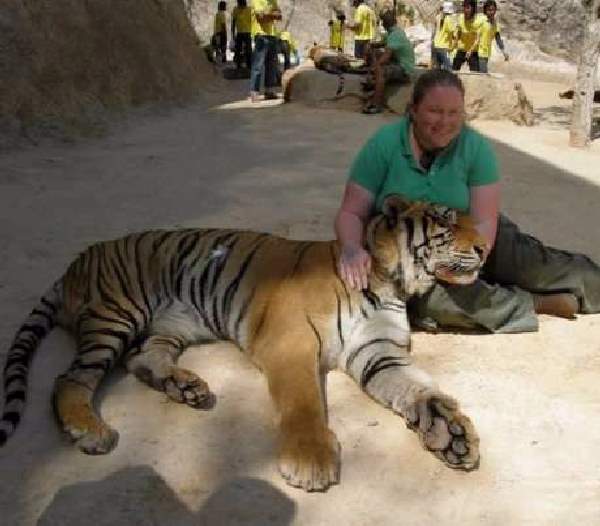 Shangrala's Thailand's Tigers
