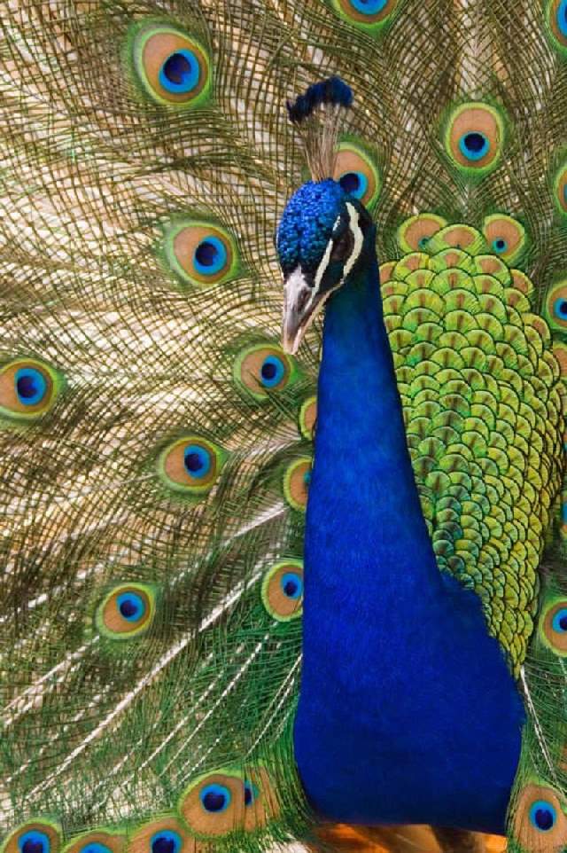 Shangrala's Colorful Birds