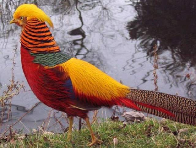 Shangrala's Colorful Birds