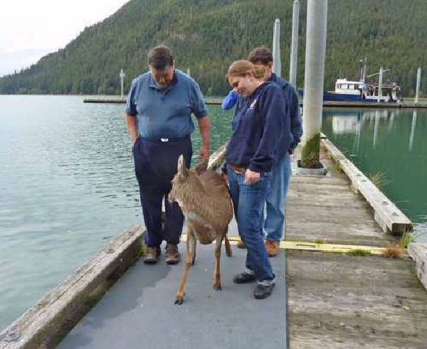 Shangrala's Deer Rescue