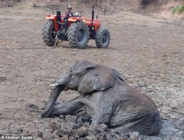 Shangrala's Elephant Rescue