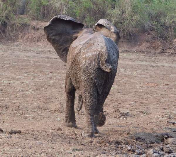 Shangrala's Elephant Rescue